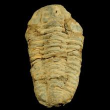 Fossile de trilobite Crotalocephalus
